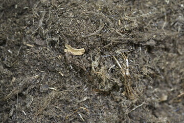 peat soil for growing plants