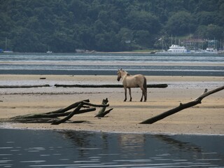 paisagem com cavalo solto em praia de Paraty