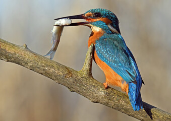 Martin pescatore con preda