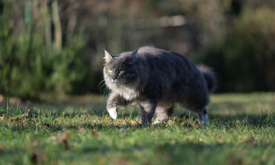 gray longhair cat outdoors on the prowl walking on meadow in sunshine