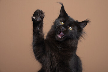 black maine coon kitten playing raising paw with mouth open looking angry or aggressive on brown...