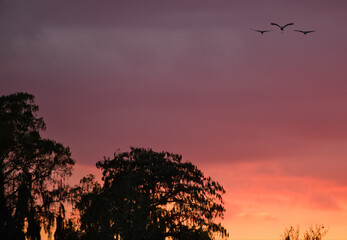 Fototapeta na wymiar Sandhill Cranes Flying at Sunset over Marshland Trees