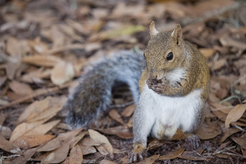 Naklejka na ściany i meble Squirrel Eating Nut on Ground