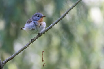 Red-breasted Flycatcher