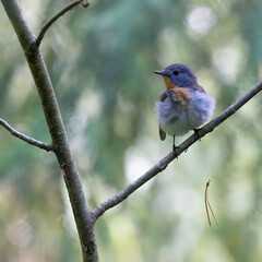 Red-breasted Flycatcher