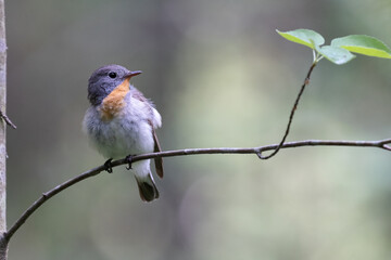Red-breasted Flycatcher