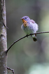 Red-breasted Flycatcher