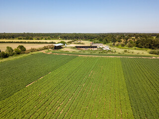 Aerial view of a farm field planted with vegetables and a farm in the distance