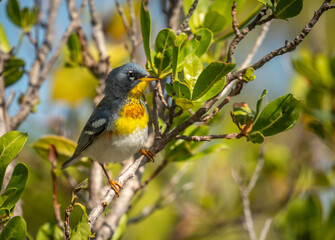 Northern Parula Warbler