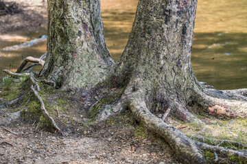 Two trees merging together