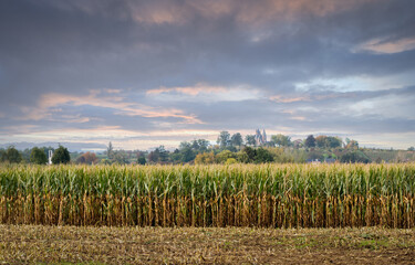 Fototapeta na wymiar Harvesting corn fields.. Autumn farm landscape
