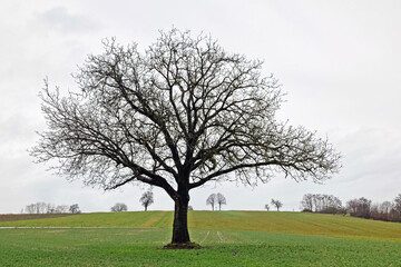 Obraz premium Nussbaum im Februar