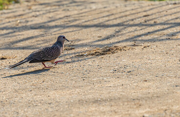 Strolling Spotted Dove on Ground