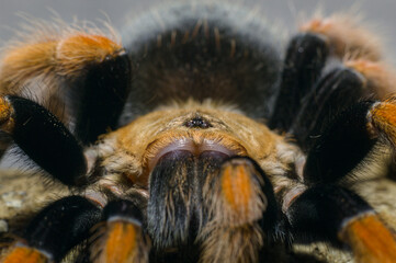 getting closer to the tarantula brchypelma boehmei