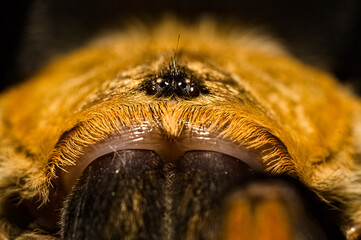 the eyes of an orange tarantula