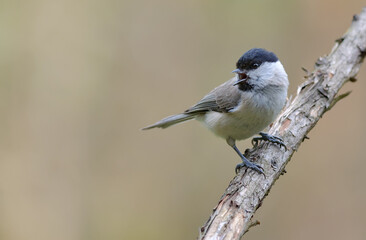 Crying Wiilow Tit (poecile montanus) with wide open beak perched on dry twig in the forest 