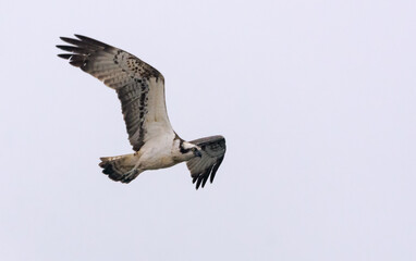 Osprey (Pandion haliaetus) flying in the bright sky with stretched wings, legs and tail 