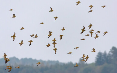 Flock of Golden plovers (Pluvialis apricaria) in flight over lands and fields during autumn migration