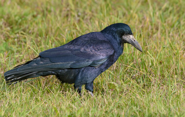 Shiny and glossy Rook (corvus frugilegus) walks and search food on the grass field in autumn season