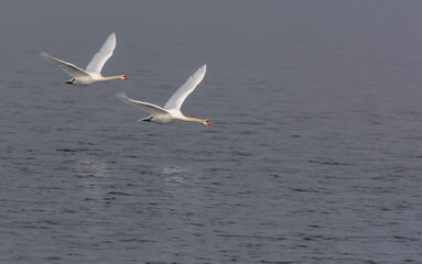Pair of adult Mute swans (cygnus olor) flies in sync over foggy grey waters in autumn season