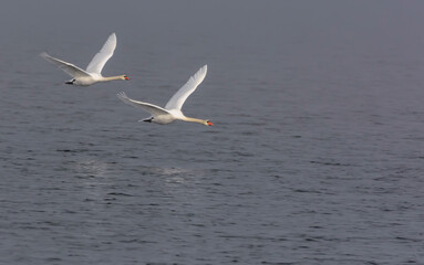Pair of adult Mute swans (cygnus olor) flies in sync over foggy grey waters in autumn season