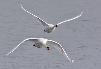 Pair of adult Mute swans (cygnus olor) together in incoming flight  over grey waters in autumn season