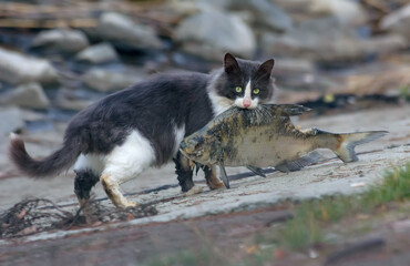 Wild feral cat holding very big fish catched near lake