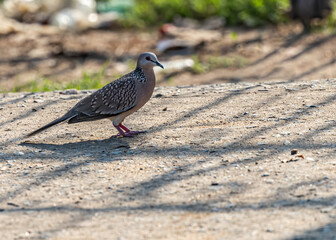 Spotted dove Strolling in garden
