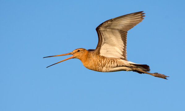 Black-tailed godwit (limosa limosa) sideview flying and loud shouting in clear blue sky