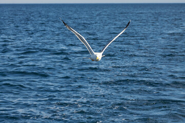Beautiful white seagull, spreading its wings, flies over the surface of the sea. Flight of a bird over water