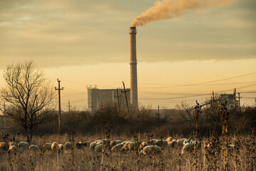 The flock of sheep graze on pastures near a thermal power plant. Animals, food, smoke stack,...