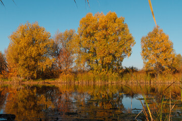 Autumn forest trees are reflected in the river. River in autumn forest.