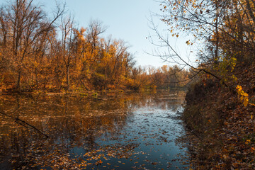 Autumn forest trees are reflected in the river. River in autumn forest.
