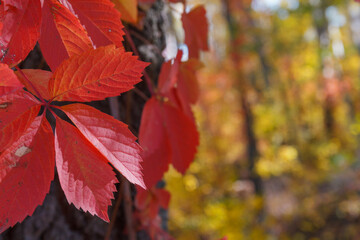 Colorful Autumn Parthenocissus quinquefolia, Wild Grape. Abstract