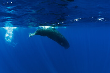 Sperm whale dive in blue ocean, Mauritius.