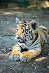 Sweet tiger baby is lying on the land.