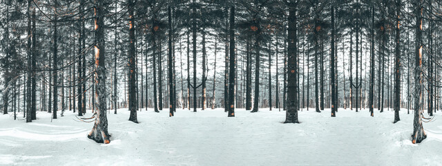 Obraz premium Amazing forest trees firs landscape snowscape view in the morning in black forest winter with snow ( Schwarzwald ) Germany background panorama banner - dark mood