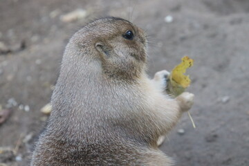 Naklejka premium Black-tailed prairie dog carries a leaf - cute mammal holds a leaf