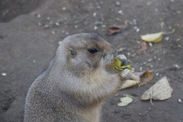 Cute Mammal by sideview - closed up Black-tailed prairie dog