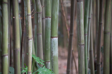 Fototapeta premium Bamboo stocks growing in a park in Chengdu, Sichuan Province, China