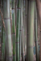 Bamboo stocks growing in a park in Chengdu, Sichuan Province, China