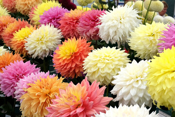 Colourful giant and large decorative dahlias in flower. © Alexandra