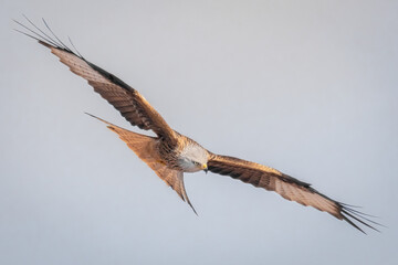 Rotmilan im Flug