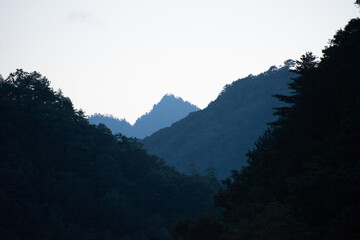 Giant Panda bamboo forests in the Minshan Mountains of Sichuan, China