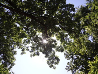 leaves and sky