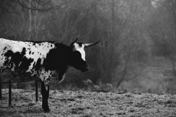 Texas longhorn young cow in foggy weather on farm.