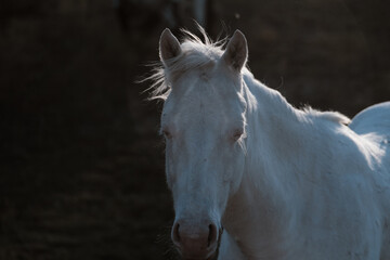 Young white paint horse with dark background and mane in wind with copy space.