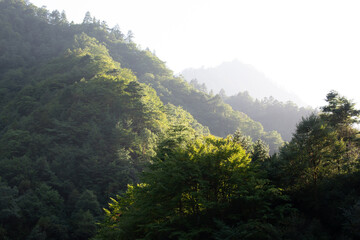 Giant Panda bamboo forests in the Minshan Mountains of Sichuan, China