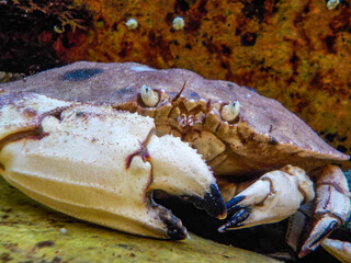 Closeup of a Jonah crab hiding between rocks in a tide pool off the coast of Maine © Lost_in_the_Midwest
