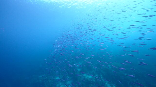 Seascape with School of Boga Fish in the coral reef of the Caribbean Sea, Curacao